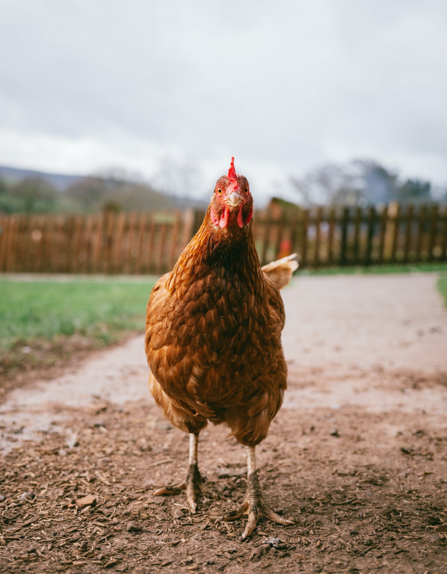 Poultry Layer Feed