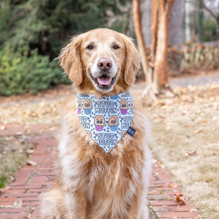 Tails Up, Pup Dog Bandanas