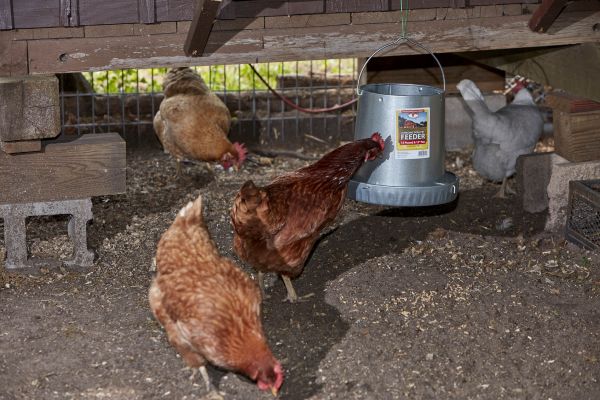 Little Giant 12 Pound Hanging Metal Poultry Feeder