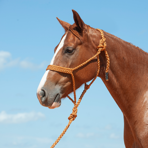 Cashel Flat Braid Halter & Leadrope