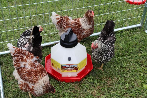 Little Giant 3 Gallon Plastic Poultry Waterer – McGregor General Store