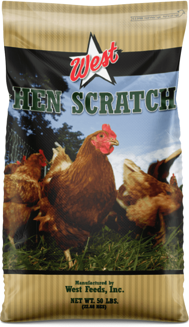 West Feeds Hen Scratch
