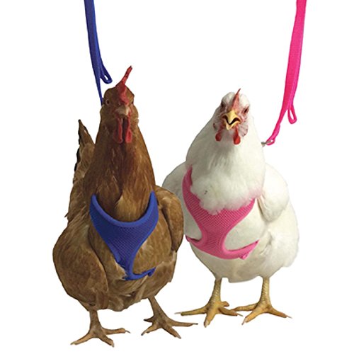 Valhoma Chicken Harness